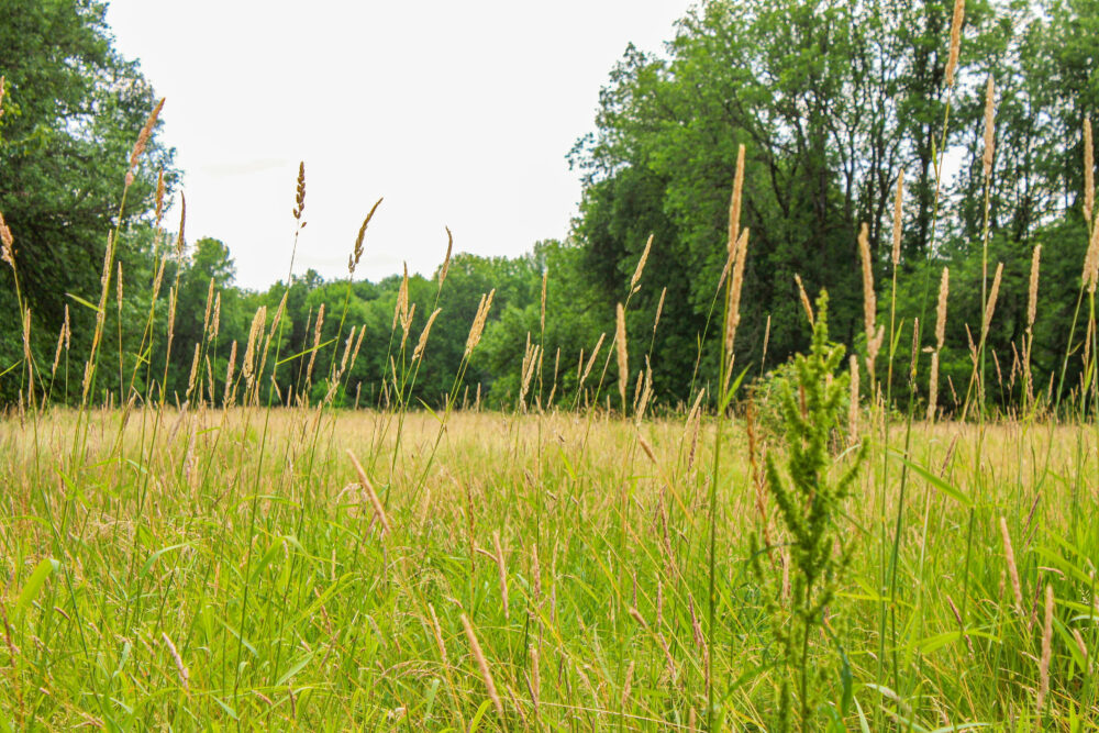 Field, Brush Prairie, Washington