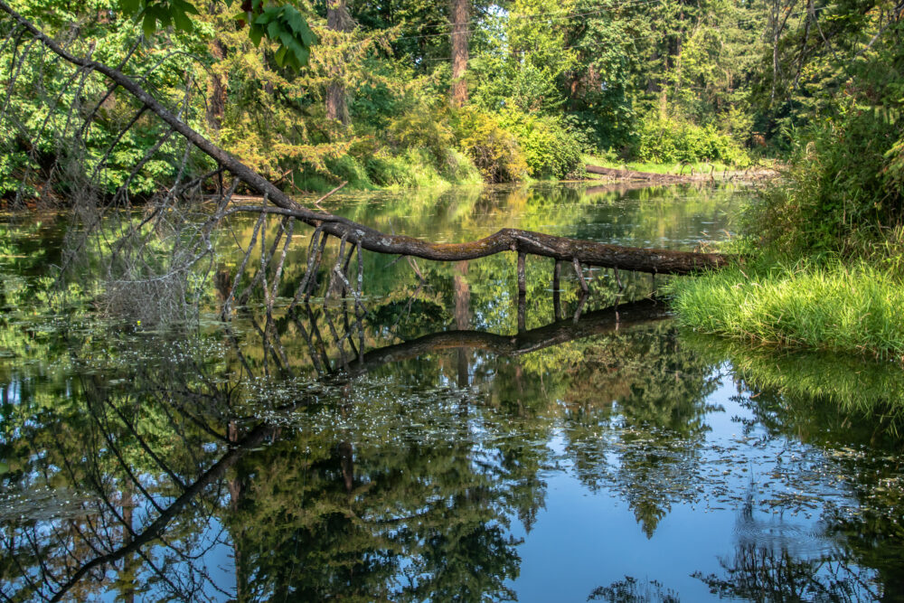 Fallen Leaf Lake Camas, Wa